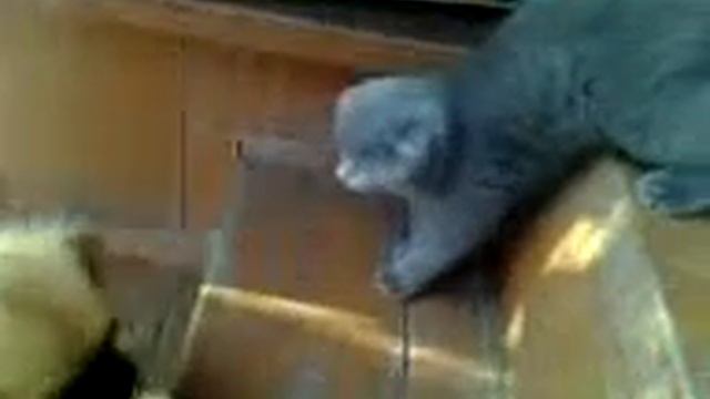 знакомство кота с собакой смотреть онлайн