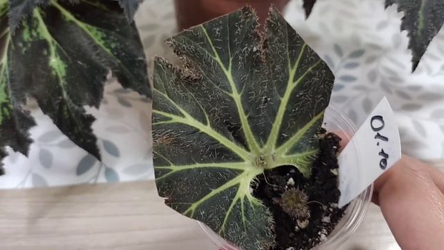 ПРО БЕГОНИИ #бегонии #бегониятамайя #бегонияпаламарпринц смотреть онлайн