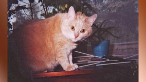 Марина Махорина. Гитара и рыжая кошка