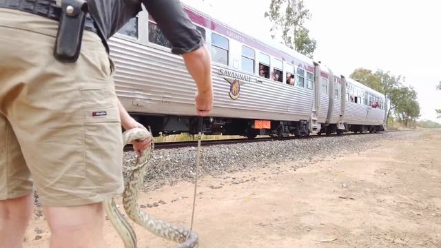 The Savannahlander meets a Carpet Python.