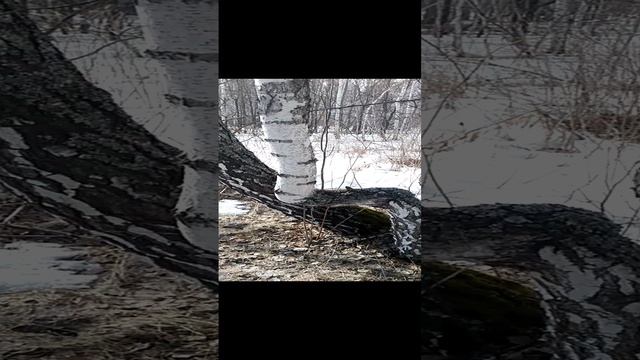 Странная береза