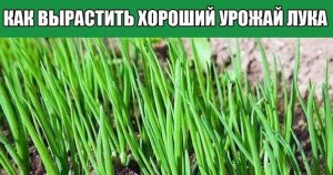 Как вырастить хороший лук.