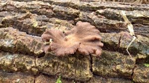 Pilze im Januar 2020 | Austernseitling, Austernpilz, Pleurotus ostreatus | Winterpilze 2020