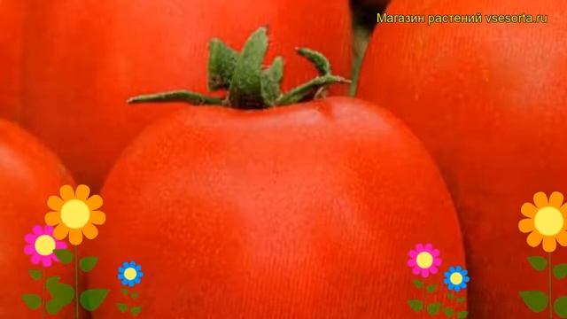 Томат обыкновенный Фея. Краткий обзор, описание характеристик, где купить семена смотреть онлайн