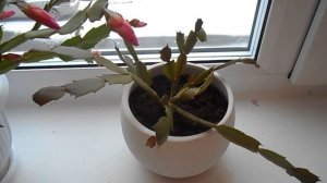 "Правильный" горшок для шлюмбергеры