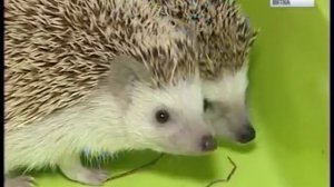 2 февраля День ежа - наш ответ заморскому Дню сурка(ГТРК Вятка)