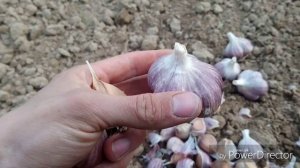 Сажаю озимый чеснок "Грибовский Юбилейный" в середине мая.