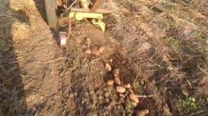 Картошка 2018: Легенда