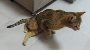 Восстановление кошки после травмы #травмаукошки #кошканеходит