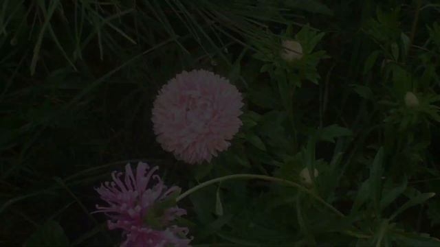 Коптим карпа на 10 кг как в Черногории! смотреть онлайн