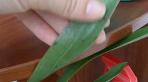 Моя новая Камбрия. Подскажите чем обработать?