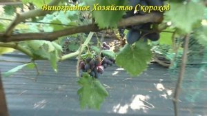 Урожай 2022. Кишмиш Брависсимо.