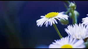Antonio Vivaldi: Chamber concerto for flute/violin, violin, bassoon, violoncello & b.c. (RV 106)