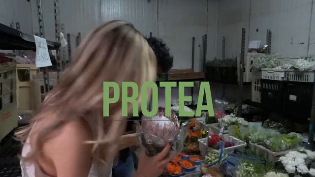 Visita na We Flores – aprenda como cuidar de orquídeas смотреть онлайн