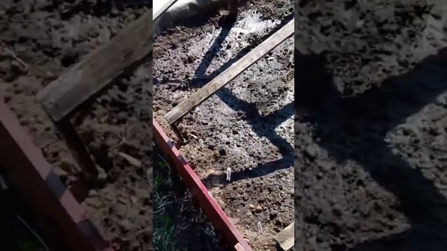 Сеем капусту на рассаду . Рассада за 40 дней. смотреть онлайн