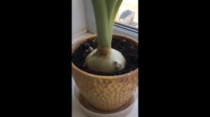 Индийский лук или птицемлечник