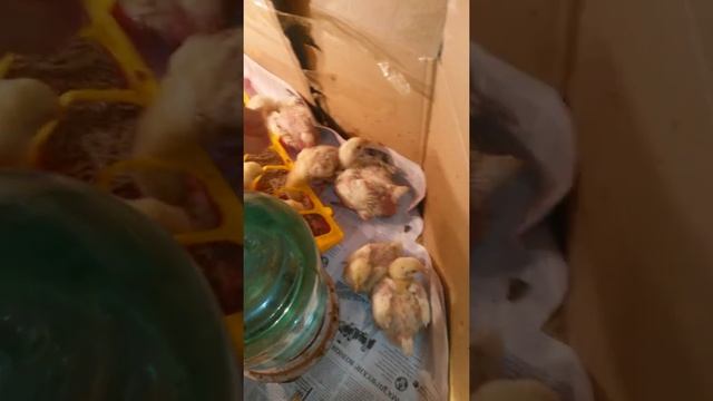 Бройлеры. Разница между кобб 500 и росс 308 смотреть онлайн