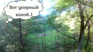 Охота с лабаза. Вышел медведь вместо оленя.