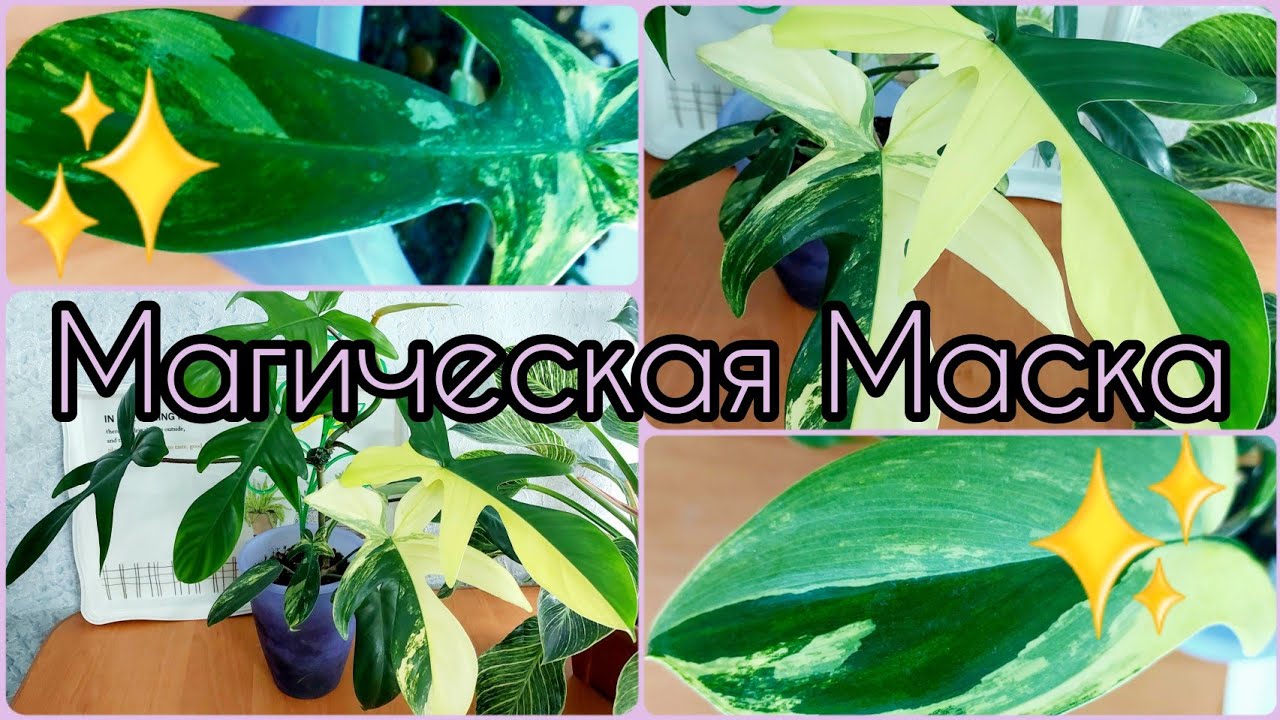 #Филодендрон MAGIC MASK/Мэджик Маск уходит в зелень?? #ответы на #комментарии ? #растения #цветы