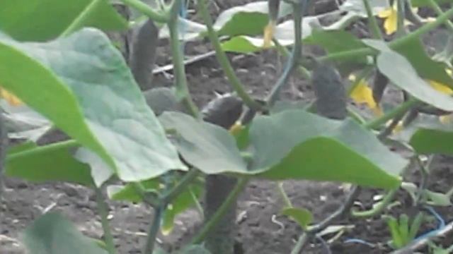 √48 Лютояр ,посеян 30 марта,посажен 17 апреля.Вторая съёмка огурцов,18 мая. смотреть онлайн