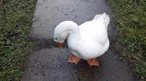 Мурманская Страусиная ферма.