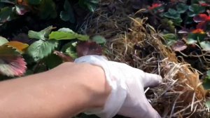 Посадка озимого чеснока в клубничную грядку ноябре!