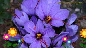 Крокус ботанический Сативус. Краткий обзор, описание характеристик, где купить луковицы Sativus