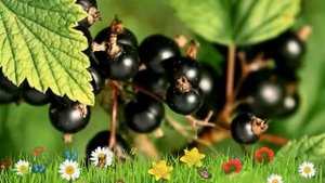 Смородина черная Титания ? Обзор: посадка и уход. крупномеры, саженцы: описание и особенности