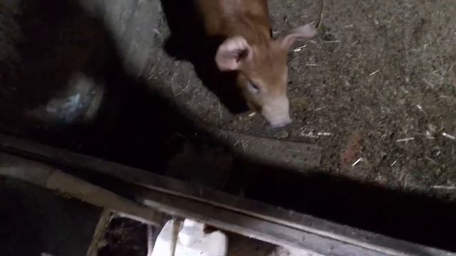 Эксперимент окончен 30.05.20. Рентабельность корма с применением БМВД. Конверсия корма. смотреть онлайн