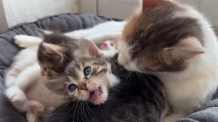 Кошечка вылизывает своих котяточек