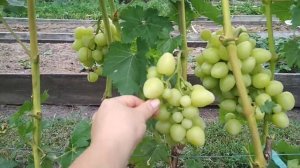 Г.ф. винограда Ладушка в Воронеже. Удовенко В.Т.