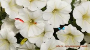 Петуния ампельная Шок Вейв Коконат ? обзор: как сажать, семена петунии Шок Вейв Коконат