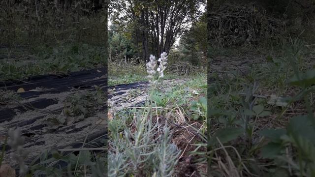 Белая лаванда Edelweiss