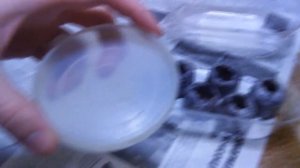 как вырастить клубнику из семян в домашних условиях (ч1)