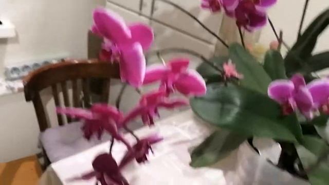 орхидеи Бриз Виктори и Претория 09.01.22г. смотреть онлайн