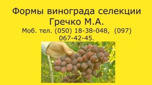 @Каталог саженцев винограда  Виноград 2021