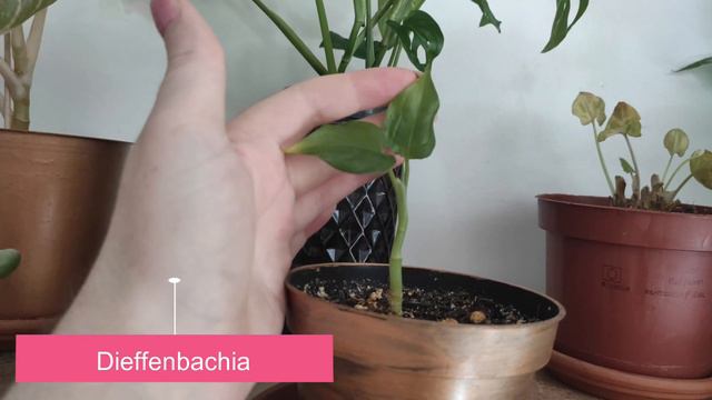 PLANT TOUR ÉTÉ 2021 - Toute ma collection de plantes смотреть онлайн