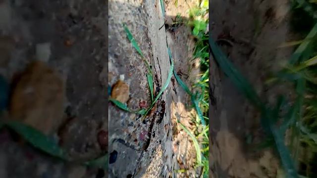 Доброе утро страна(4) смотреть онлайн