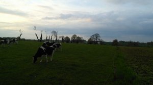 Vaches, soleil couchant