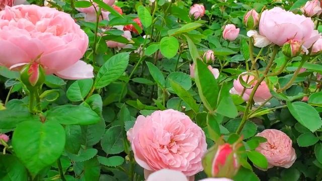 Hoa Hồng The Alnwick | The Alnwick David Austin Rose Review смотреть онлайн