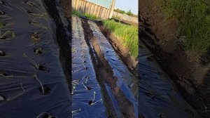 маленькие достижения ..клубника на южном Урале