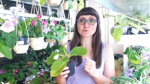У глоксинии вытянулся стебель и цветоносы. Что делать?