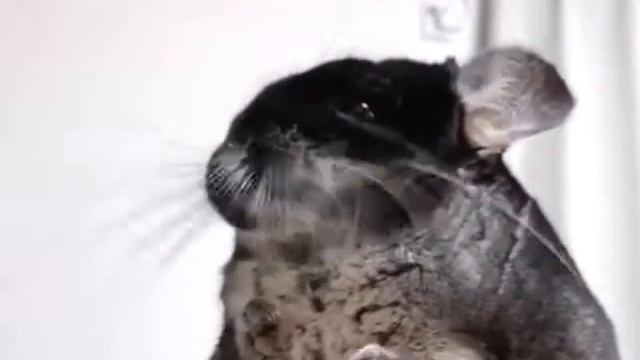 Шиншиллы кушают - угощение для шиншилл смотреть онлайн