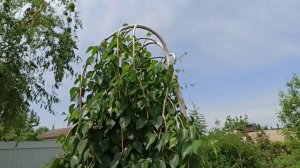Берёза Повислая Лонг Транк обзор сорта и отзывы