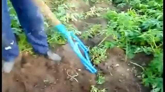 Ручная картофелекопалка в Новосибирске