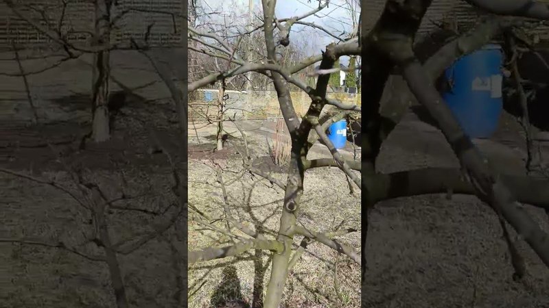 Уже "пролетел"  первый месяц весны, а гнилые огрызки ещё висят. Сад на даче.
