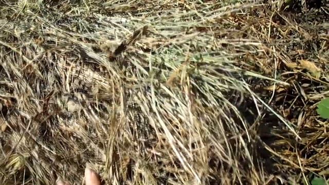 ЗЕМЛЯНИКА.ПОСАДКА ЗЕМЛЯНИКИ В ГРЯДКИ. ВАЖНО. АВГУСТЕ