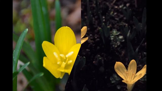 ШТЕРНБЕРГИЯ  (STERNBERGIA)  сем. Амариллисовые