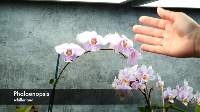 Phalaenopsis Bloom Tour! - Alternatives to the big flower shop Phalaenopsis смотреть онлайн