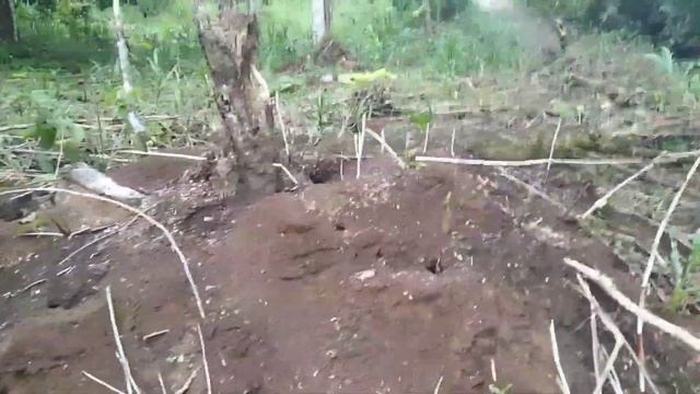 лайфхак, какой наполнитель для кошачьего туалета набирать, когда живëшь в Амазонии смотреть онлайн